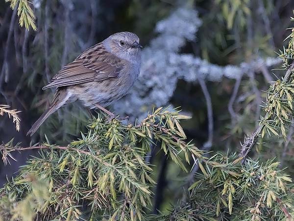 Rautiainen, Dunnock, Prunella modularis